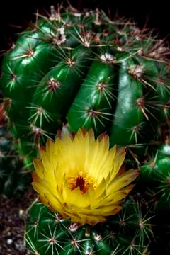 CACTUS FLOWER Stock Photos