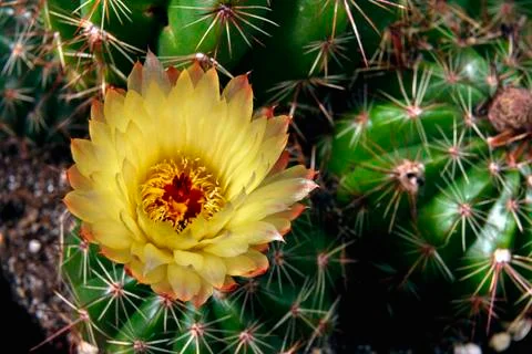 CACTUS FLOWER Stock Photos