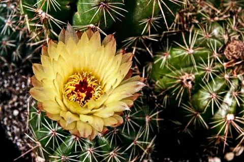 CACTUS FLOWER Stock Photos