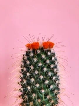 Cactus flower Stock Photos