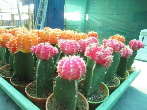 Cactus flower Фото