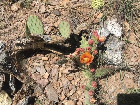 Cactus Flower 스톡 사진