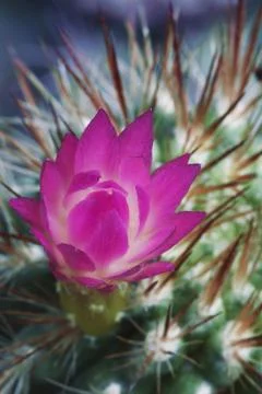Cactus flower Stock Photos