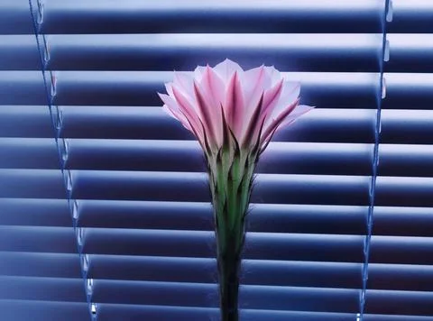 Cactus flower Stock Photos