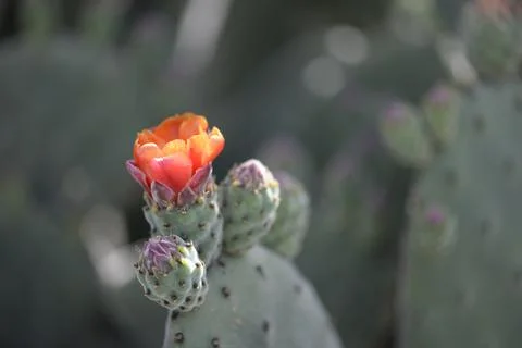 Cactus flower Stock-Fotos
