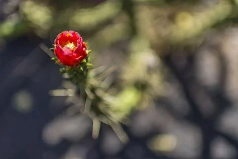 Cactus flower Stock-Fotos