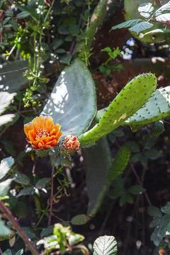 Cactus flower Stock-Fotos