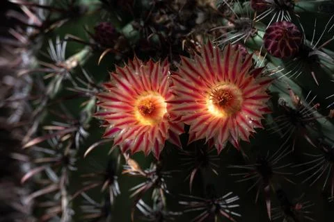 Cactus Flower Stock Photos