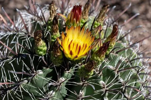 Cactus Flower Stock Photos