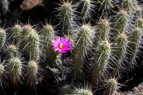 Cactus Flower Stock Photos