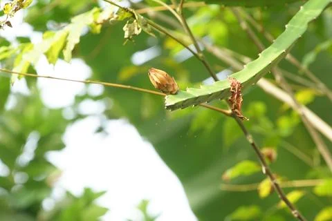 Cactus flower Stock Photos