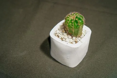 Cactus flower Stock Photos