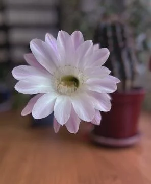 Cactus flower Stock Photos