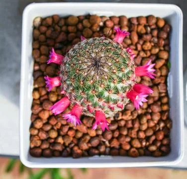 Cactus flower pink tiny in pot in the garden nursery cactus farm agriculture  Stock Photos