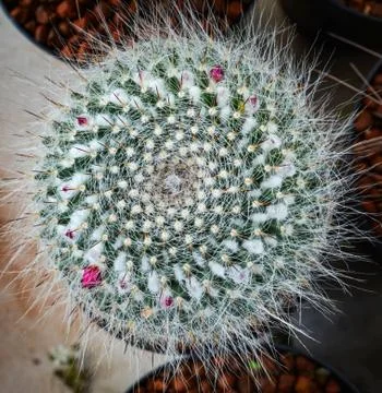 Cactus flower pink tiny in pot in the garden nursery cactus farm agriculture  写真素材