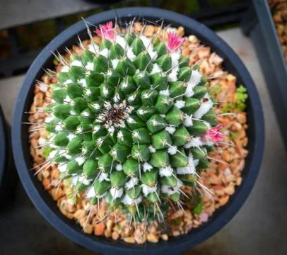 Cactus flower pink tiny in pot in the garden nursery cactus farm agriculture  写真素材