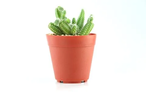 Cactus in flower pot. Stock-Fotos