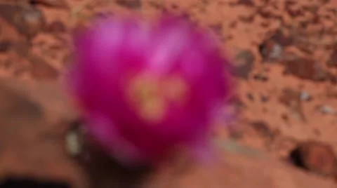 Cactus flower rack focus 스톡 동영상 51711664