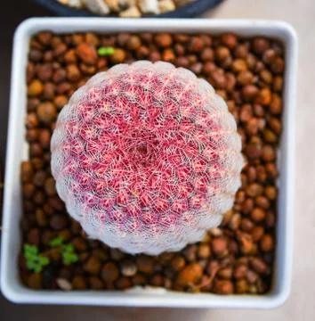 Cactus flower red tiny in pot in the garden nursery cactus farm agriculture g Stock Photos