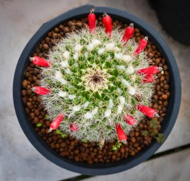 Cactus flower red tiny in pot in the garden nursery cactus farm agriculture g 写真素材