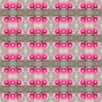 Cactus flower seamless pattern background Stock Photos
