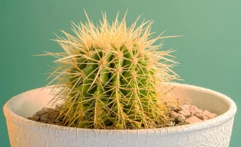 Cactus flower is on the table Stock Photos