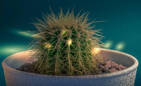 Cactus flower is on the table Stock Photos