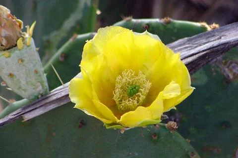 Cactus flower Texas Stock Photos