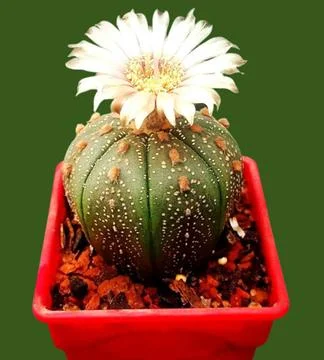 A cactus with a flower on top Stock Photos