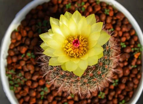 Cactus flower yellow tiny in pot in the garden nursery cactus farm agricultur Stock Photos