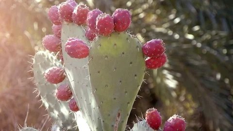 Cactus Before Flowering Stock Footage 114748178
