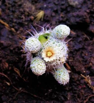 Cactus flowering Stock Photos