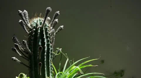 Cactus flowering timelapse Stock Footage 11874507
