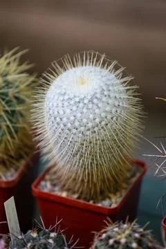 Cactus in a flowerpot outdoors close-up. Stock Photos