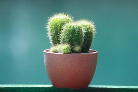 Cactus in flowerpot Stock Photos