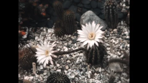 Cactus Flowers 1967 Видео 269476542
