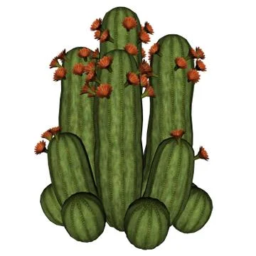 Cactus with flowers - 3D render Stock Illustration