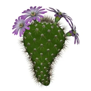 Cactus with flowers - 3D render Stock Illustration