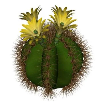 Cactus with flowers - 3D render Stock Illustration
