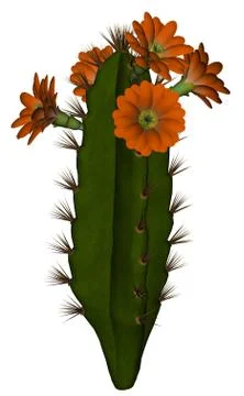 Cactus with flowers - 3D render Stock Illustration
