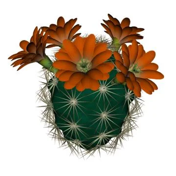 Cactus with flowers - 3D render Stock Illustration