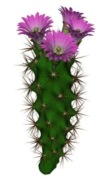 Cactus with flowers - 3D render Stock Illustration