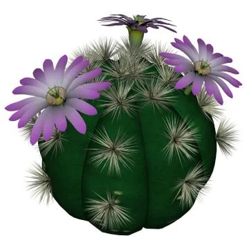 Cactus with flowers - 3D render Stock Illustration