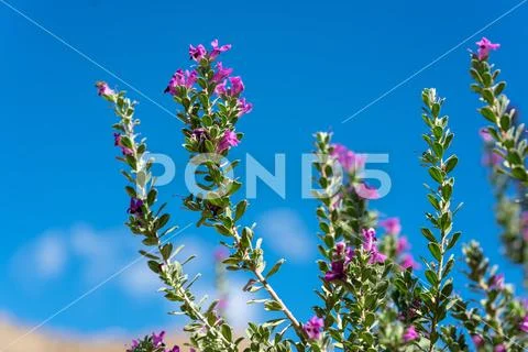 Cactus flowers and blue sky Stock Photos