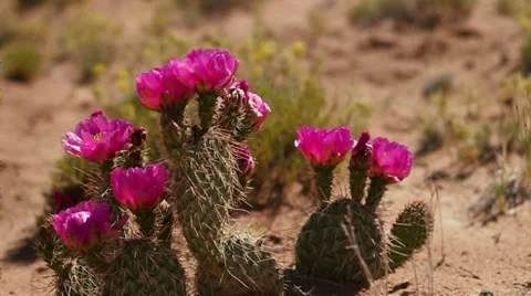 Cactus Flowers in Bloom Video stock 33804228