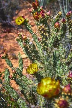 Cactus Flowers in Bloom with Sharp Spines and Desert Soil in Bright Sunlight Stock Photos
