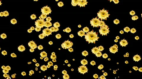 Cactus flowers emissions 01 Stock Footage 290915