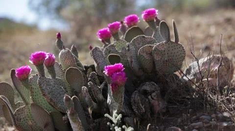 Cactus Flowers Stock Footage 32454346