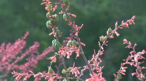 Cactus flowers Stock Footage 39330890