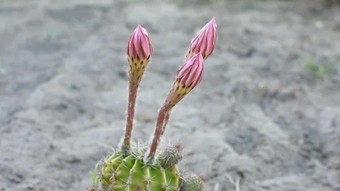 Cactus flowers  스톡 동영상 111137901